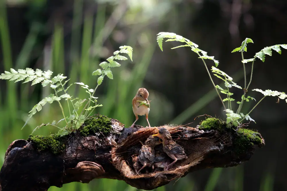 6 biodiversity
